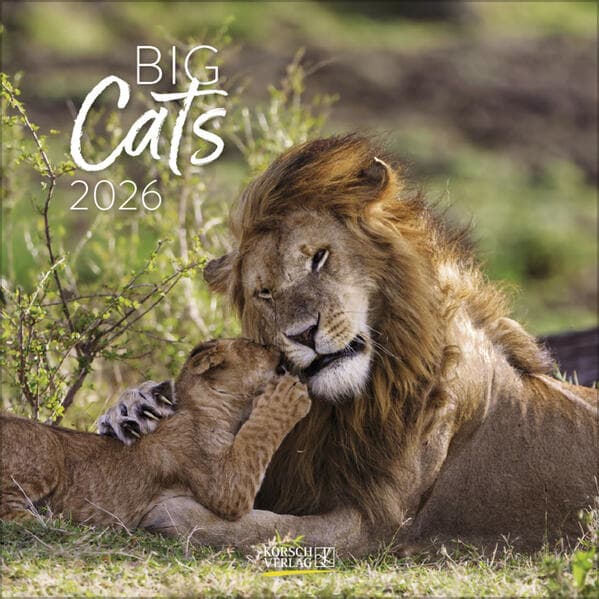 Big Cats 2026