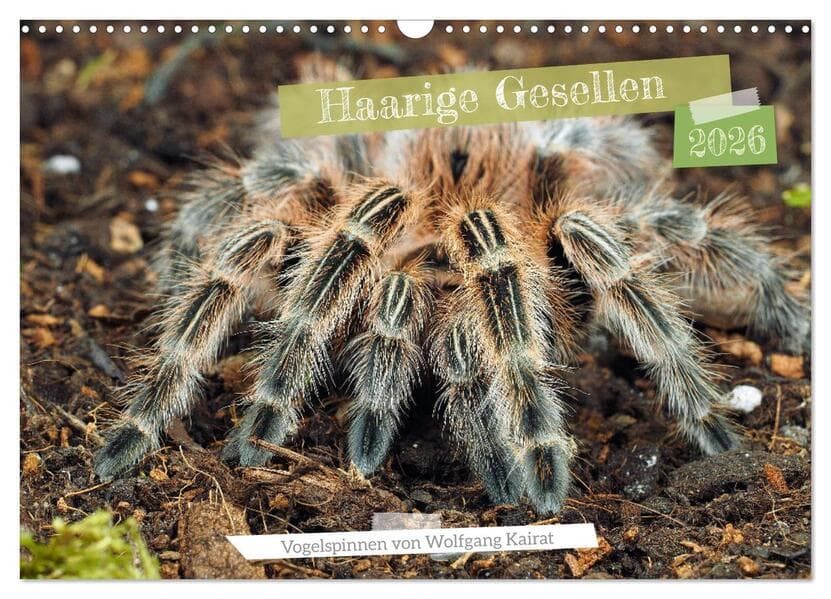 Haarige Gesellen (Wandkalender 2026 DIN A3 quer), CALVENDO Monatskalender