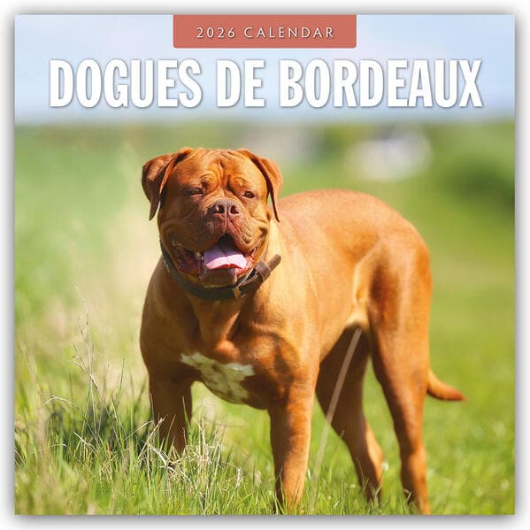 Dogues de Bordeaux 2026 Square Wall Calendar