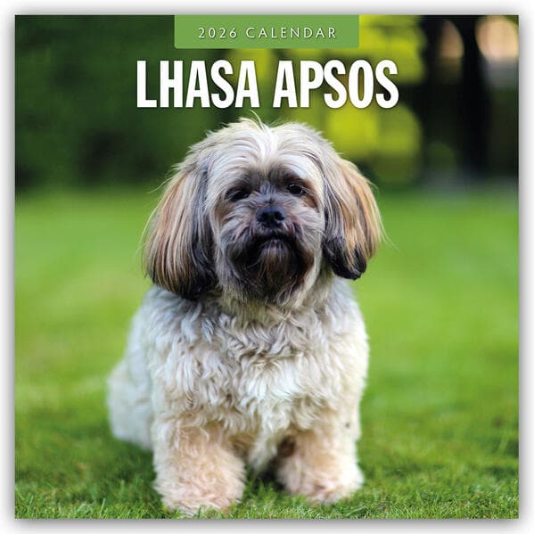 Lhasa Apsos 2026 Square Wall Calendar