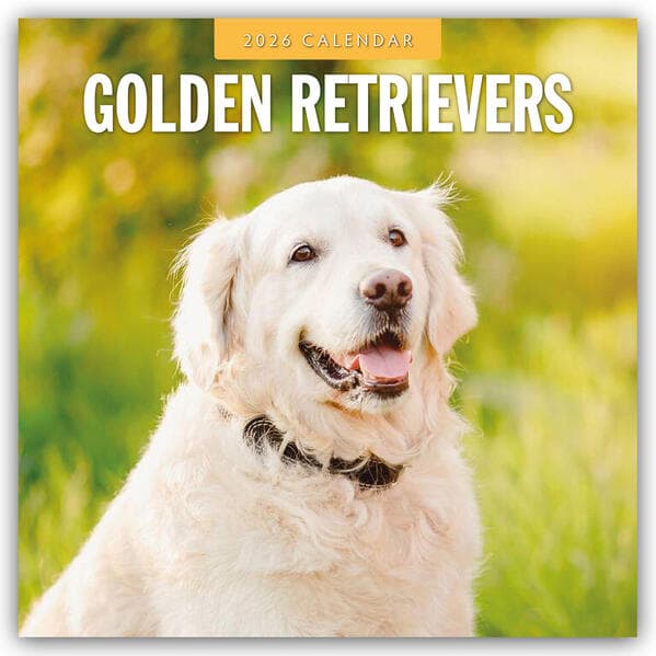 Golden Retrievers 2026 Square Wall Calendar