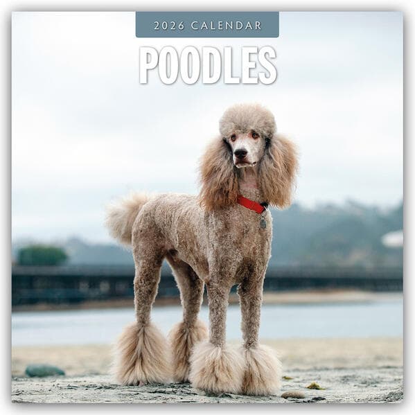 Poodles 2026 Square Wall Calendar