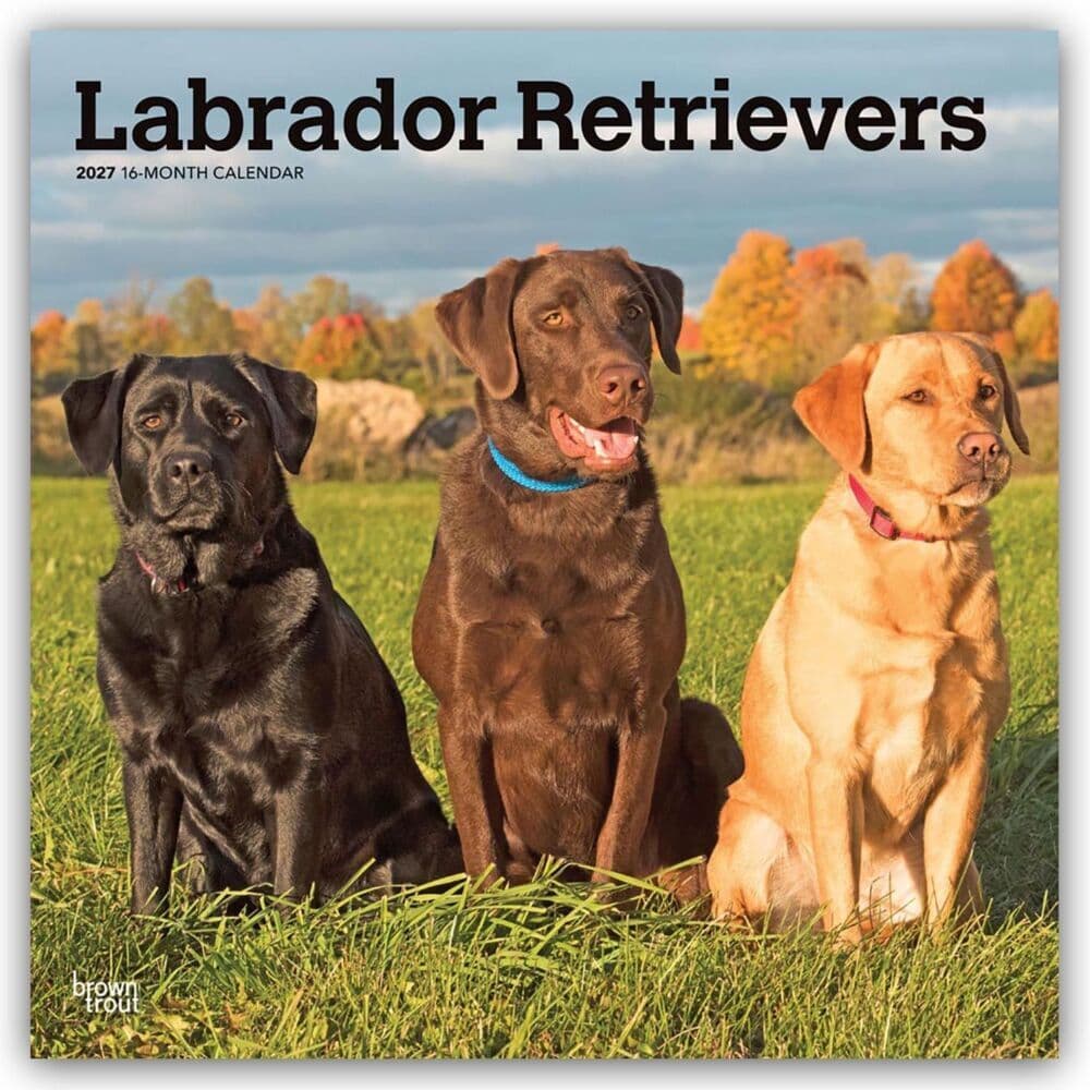 Labrador Retrievers - Labrador Retriever 2027 - 16-Monatskalender