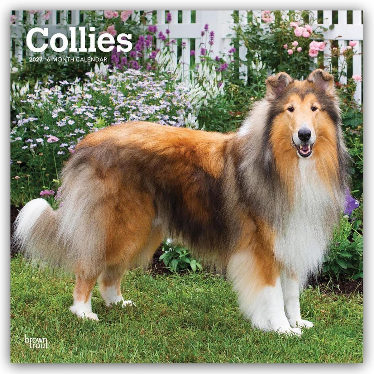 Collies - Langhaarcollie 2027 - 16-Monatskalender