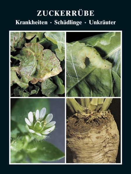 Zuckerrübe Krankheiten - Schädlinge - Unkräuter