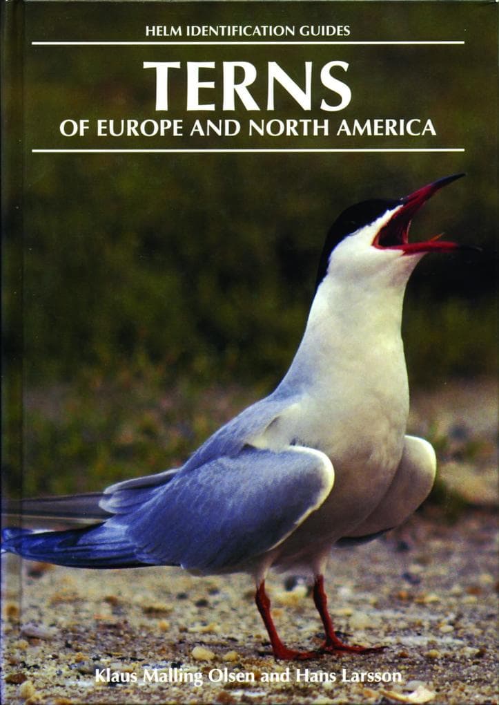 Terns of Europe and North America