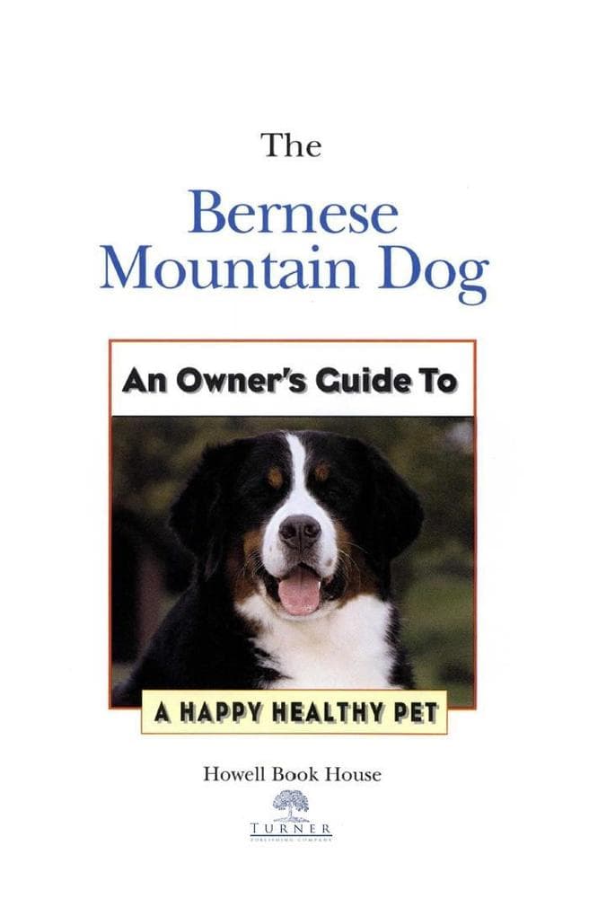 Bernese Mountain Dog