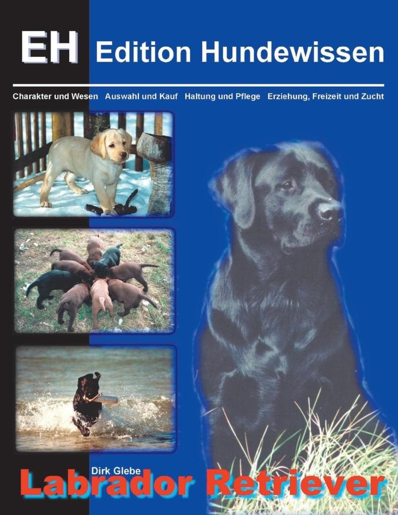 Labrador Retriever