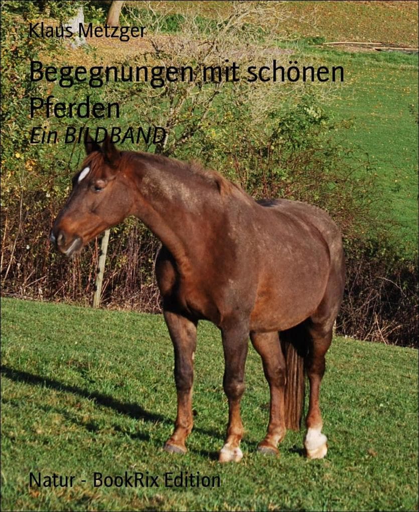 Begegnungen mit schönen Pferden