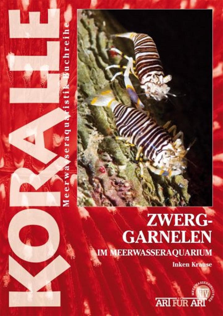 Zwerggarnelen im Meerwasseraquarium