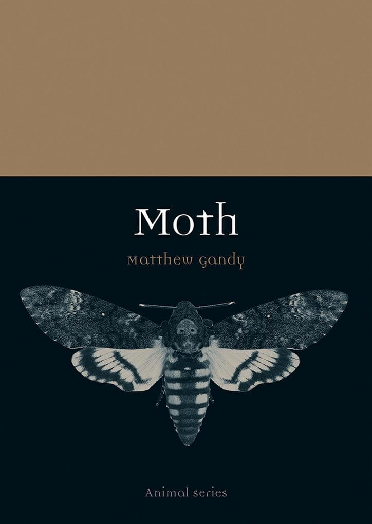 Moth