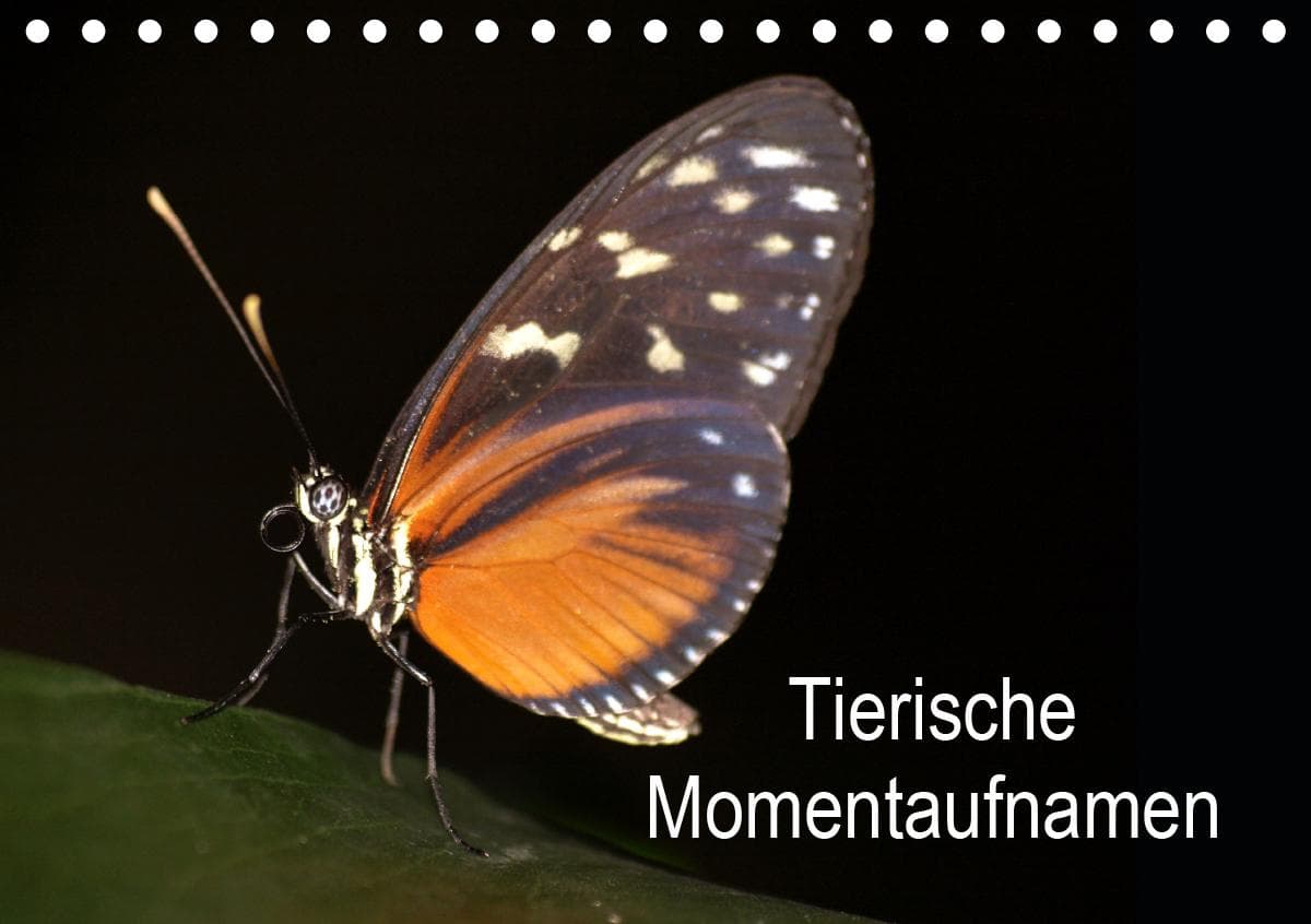 Tierische Momentaufnahmen (Tischkalender 2021 DIN A5 quer)