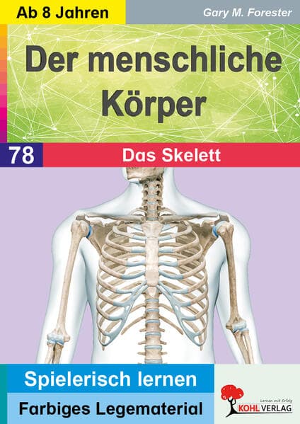 Der menschliche Körper / Das Skelett