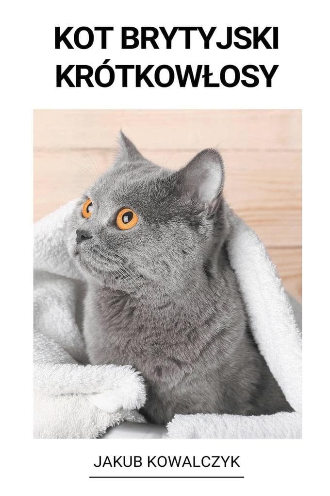 Kot brytyjski krótkowosy