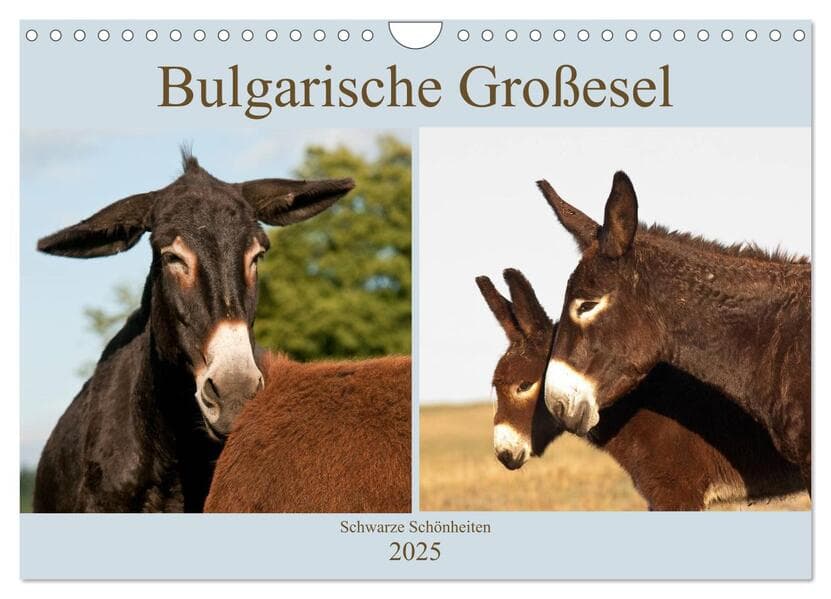 Bulgarische Großesel - Schwarze Schönheiten (Wandkalender 2025 DIN A4 quer), CALVENDO Monatskalender