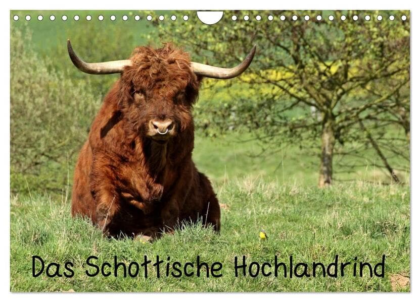 Das Schottische Hochlandrind (Wandkalender 2025 DIN A4 quer), CALVENDO Monatskalender