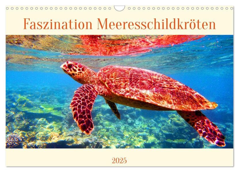 Faszination Meeresschildkröten (Wandkalender 2025 DIN A3 quer), CALVENDO Monatskalender