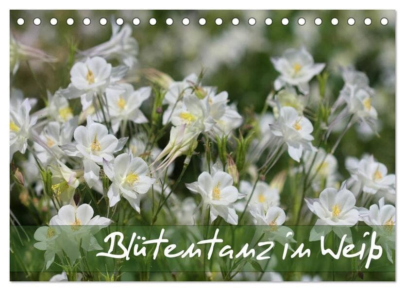 Blütentanz in Weiß (Tischkalender 2025 DIN A5 quer), CALVENDO Monatskalender