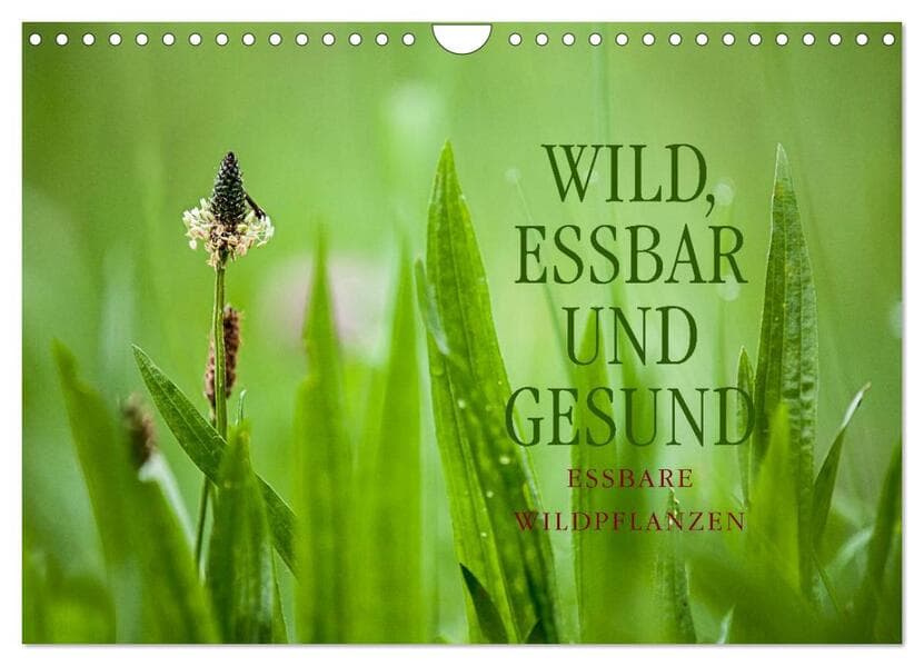WILD, ESSBAR UND GESUND Essbare Wildpflanzen (Wandkalender 2025 DIN A4 quer), CALVENDO Monatskalender