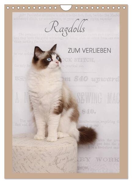 Ragdolls zum Verlieben (Wandkalender 2025 DIN A4 hoch), CALVENDO Monatskalender