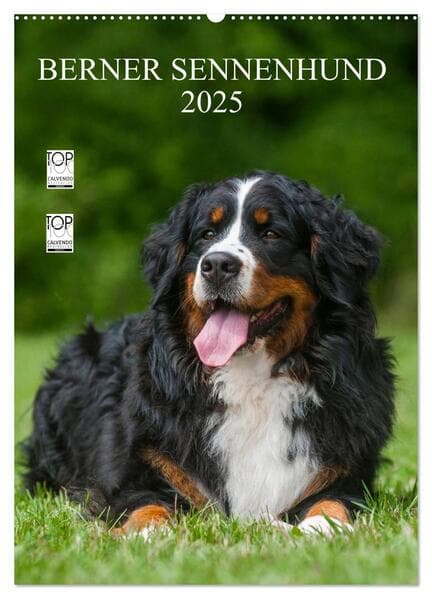 Berner Sennenhund 2025 (Wandkalender 2025 DIN A2 hoch), CALVENDO Monatskalender