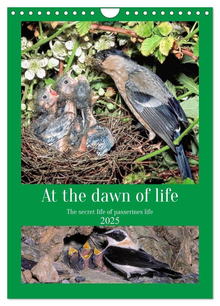 At the dawn of life the secret life of passerines (Wall Calendar 2025 DIN A4 portrait), CALVENDO 12 Month Wall Calendar