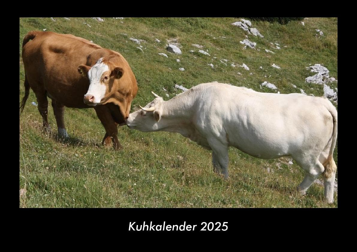 Kuhkalender 2025 Fotokalender DIN A3