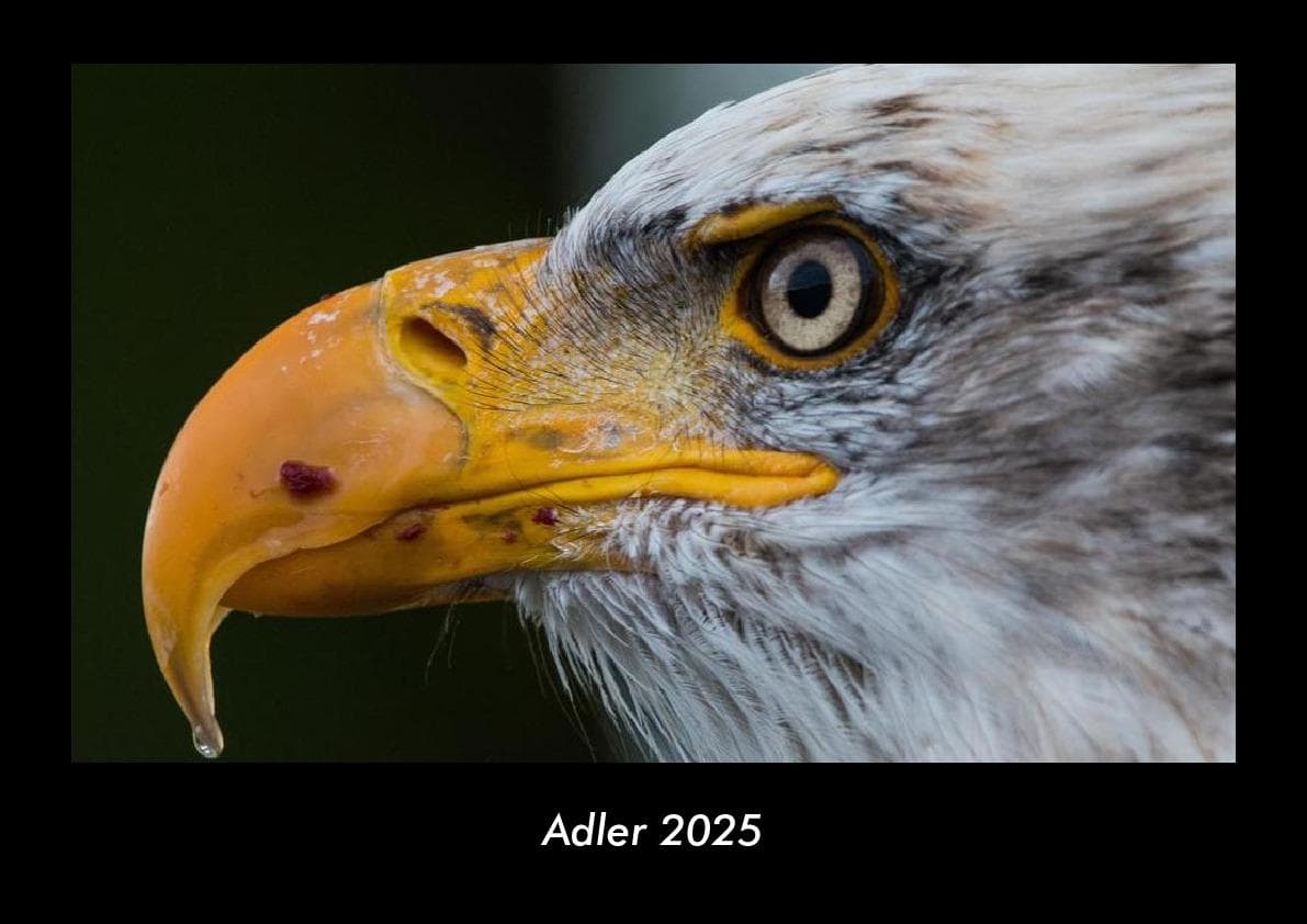 Adler 2025 Fotokalender DIN A3