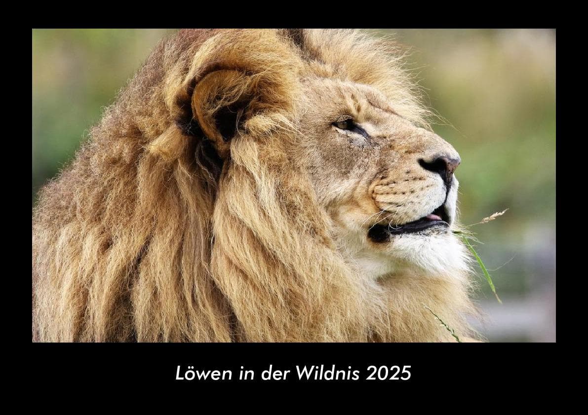 Löwen in der Wildnis 2025 Fotokalender DIN A3