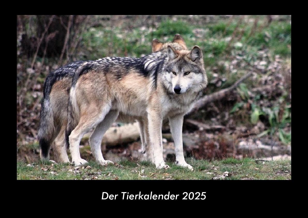 Der Tierkalender 2025 Fotokalender DIN A3