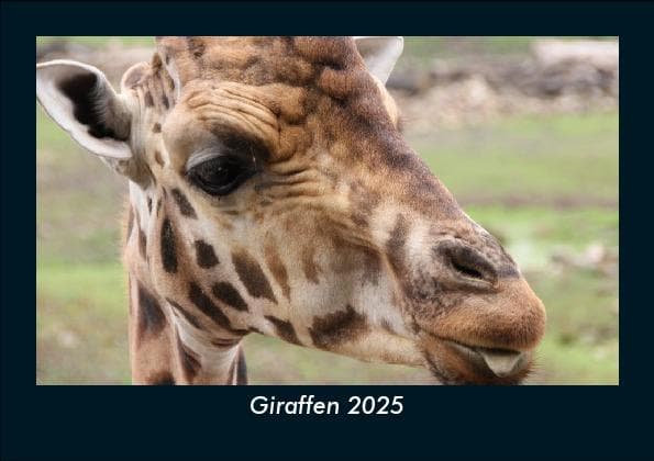Giraffen 2025 Fotokalender DIN A5