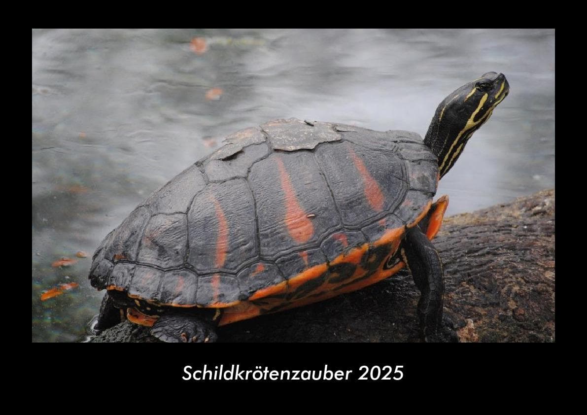 Schildkrötenzauber 2025 Fotokalender DIN A3