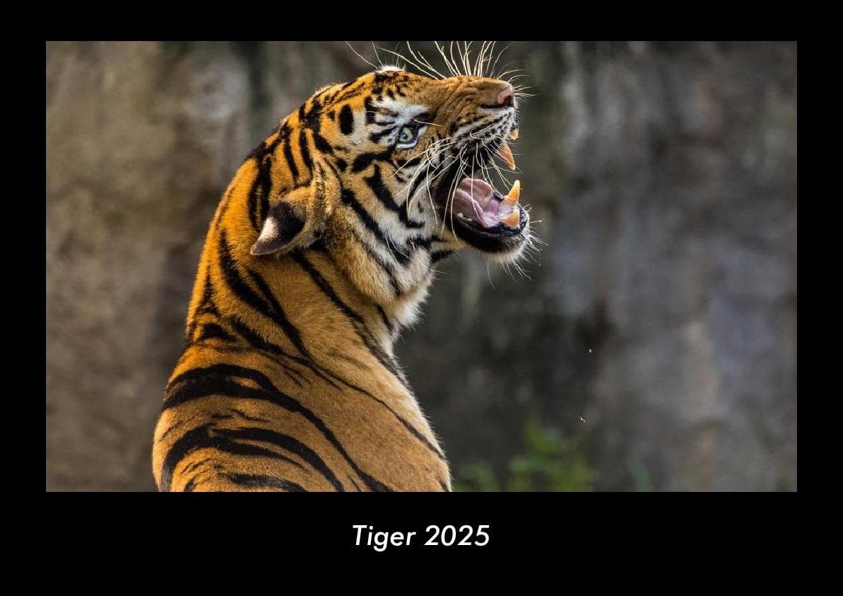 Tiger 2025 Fotokalender DIN A3
