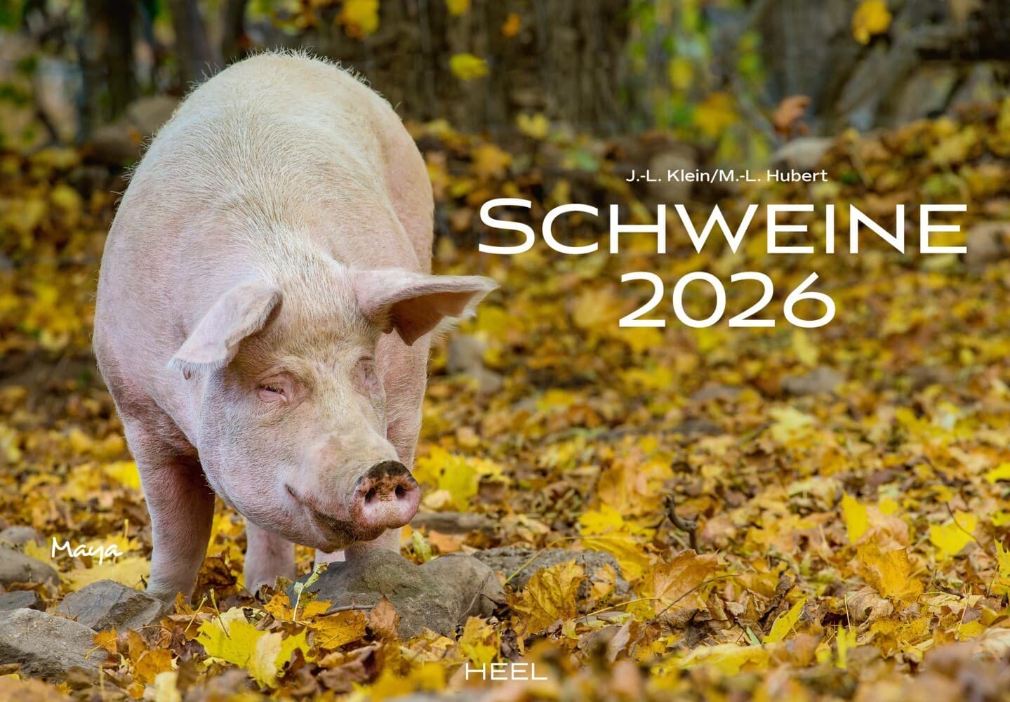 Schweine Kalender 2026