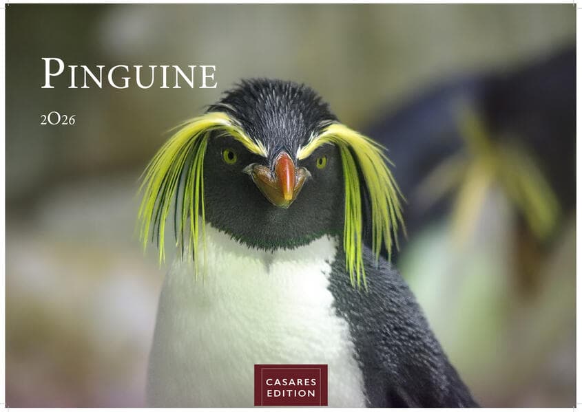 Pinguine Kalender 2026 - Wandkalender | Fotokalender Tier 35x50cm Grosses Format | . mit niedlichen Pinguin-Motiven im antarktischen Lebensraum.
