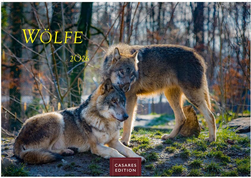 Wölfe 2026 L 35x50cm
