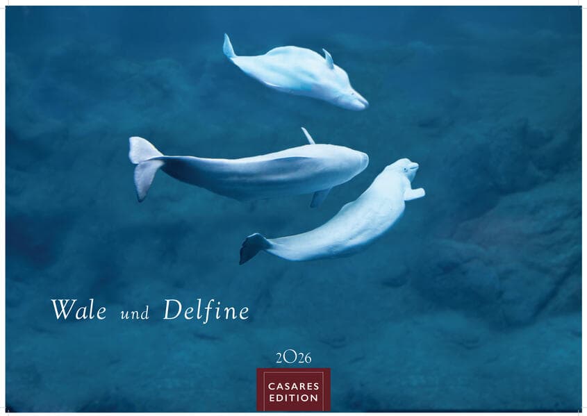 Wale und Delfine Kalender 2026 - Wandkalender | Fotokalender Tier 24x35cm - Hochwertige Fotografien von Walen und Delfinen, die jeden Monat begeistern.