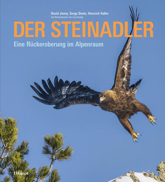 Der Steinadler