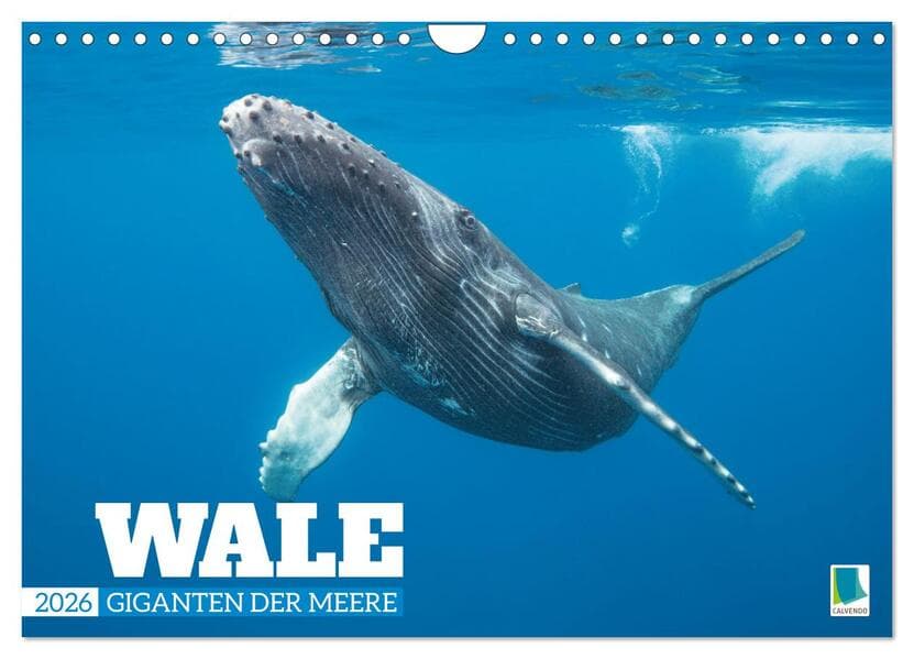 Wale: Giganten der Meere (Wandkalender 2026 DIN A4 quer), CALVENDO Monatskalender