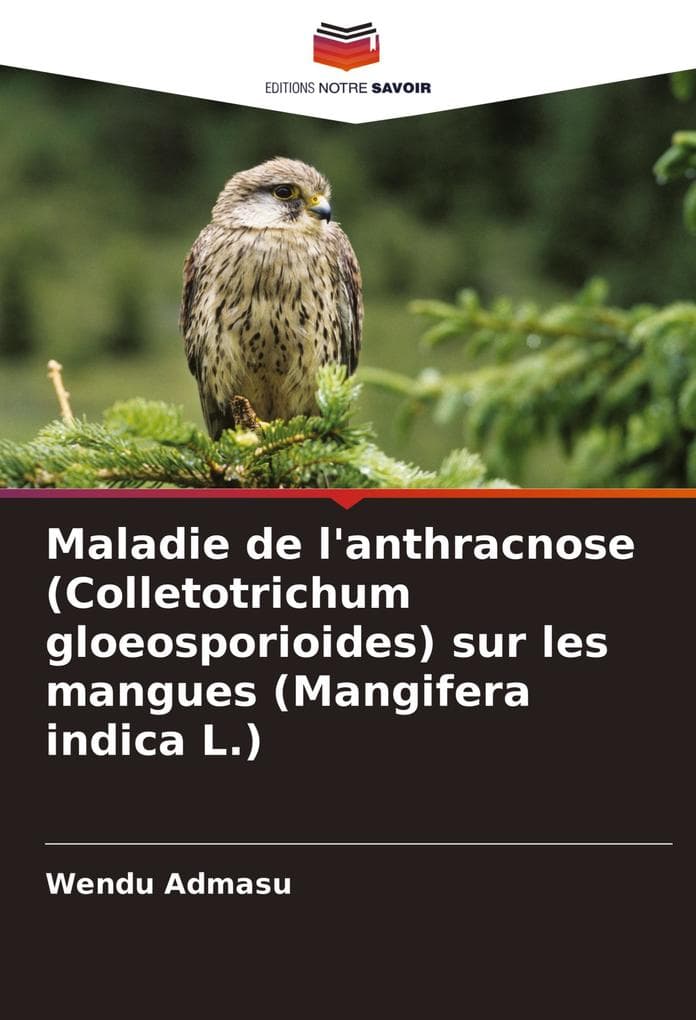 Maladie de l'anthracnose (Colletotrichum gloeosporioides) sur les mangues (Mangifera indica L.)