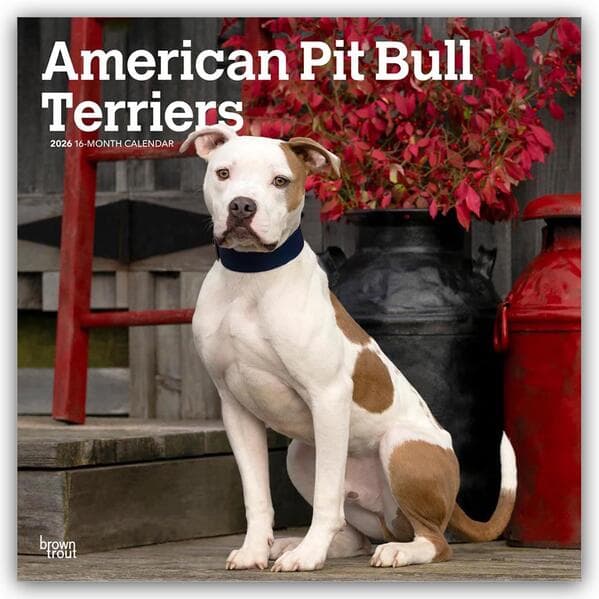 American Pit Bull Terriers 2026 - 16-Monatskalender