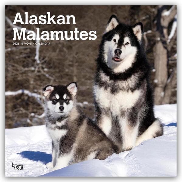 Alaskan Malamutes 2026 - 16-Monatskalender