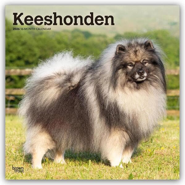 Keeshonden - Wolfsspitz 2026 - 16-Monatskalender