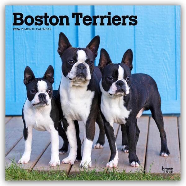 Boston Terriers 2026 - 16-Monatskalender
