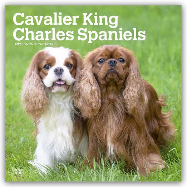 Cavalier King Charles Spaniels 2026 12 X 24 Inch (Hanging) Monthly Square Wall Calendar Plastic-Free