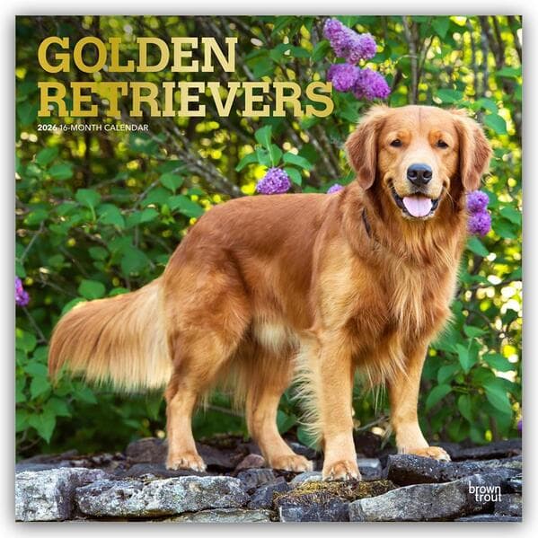 Golden Retrievers - Golden Retriever 2026 - 16-Monatskalender
