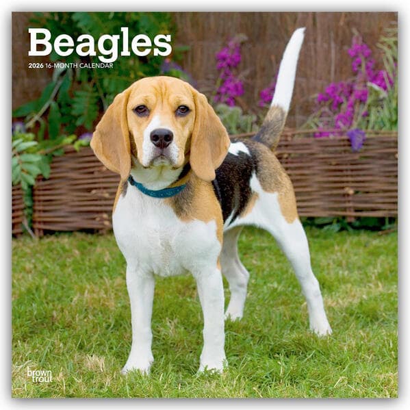 Beagles 2026 12 X 24 Inch (Hanging) Monthly Square Wall Calendar Plastic-Free