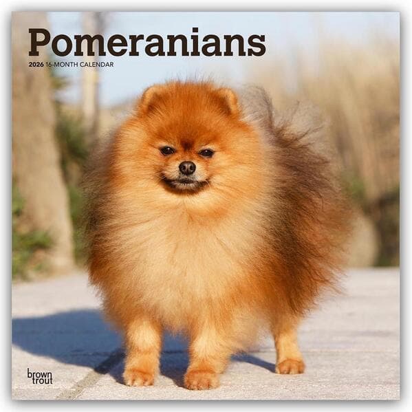 Pomeranians - Spitz 2026 - 16-Monatskalender