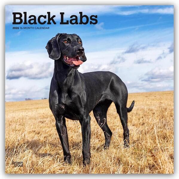 Black Labrador Retriever - Schwarze Labrador Retriever 2026 - 16-Monatskalender