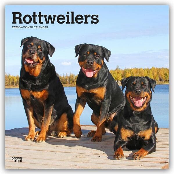 Rottweilers - Rottweiler 2026 - 16-Monatskalender